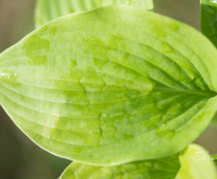 Hosta `Green Acres` (1)