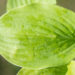 Hosta `Green Acres` (1)