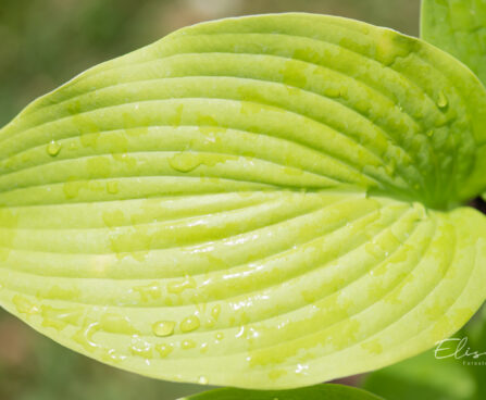 Hosta `Green Acres` (2)