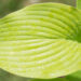 Hosta `Green Acres` (2)