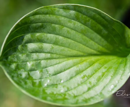 Hosta `Lakeside Lollipop` (1)