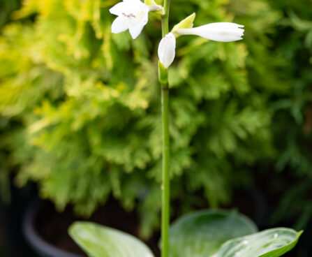 Hosta `Lakeside Lollipop` (2)