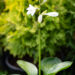 Hosta `Lakeside Lollipop` (2)