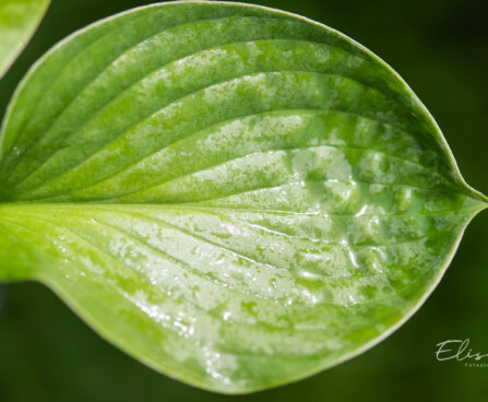 Hosta `Lakeside Lollipop` (3)