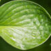 Hosta `Lakeside Lollipop` (3)