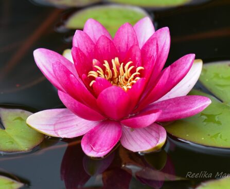 452_7495_Nymphaea_Attraction_.JPG