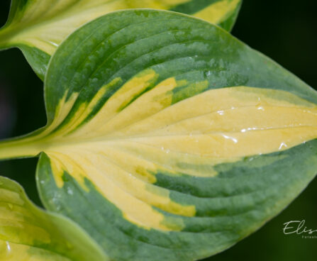 Hosta `Little Sunspot` (1)