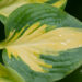 Hosta `Little Sunspot` (1)