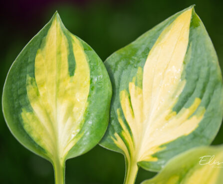 Hosta `Little Sunspot` (2)