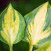 Hosta `Little Sunspot` (2)