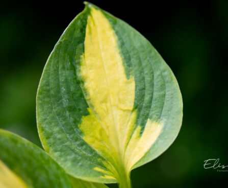 Hosta `Little Sunspot` (3)