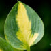 Hosta `Little Sunspot` (3)
