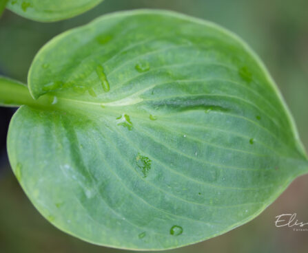 Hosta `Monster Ears` (1)