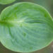 Hosta `Monster Ears` (1)