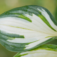 Hosta `Loyalist` (1)