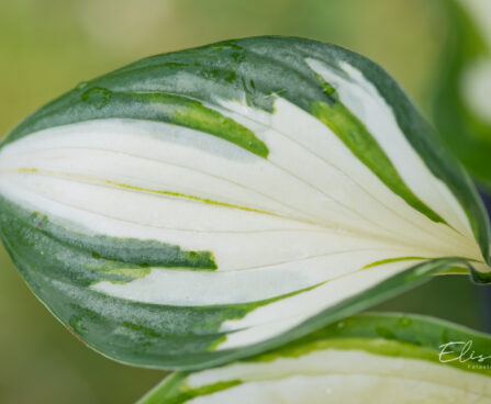 Hosta `Loyalist` (1)