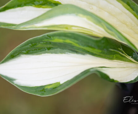 Hosta `Loyalist` (2)