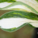 Hosta `Loyalist` (2)