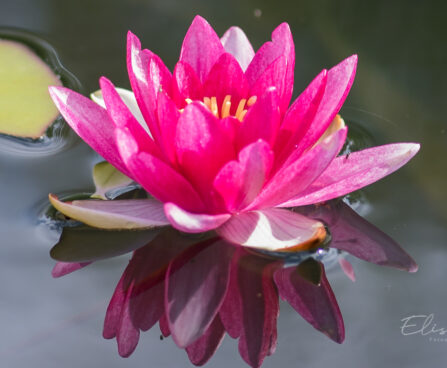 452_9101_Nymphaea_Attraction_.JPG