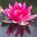 452_9101_Nymphaea_Attraction_.JPG