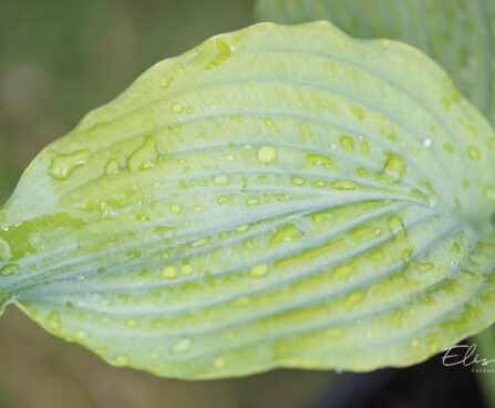 Hosta `Neptune`