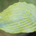 Hosta `Neptune`