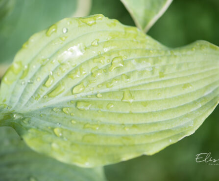 Hosta `Neptune`