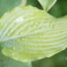 Hosta `Neptune`