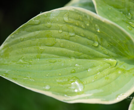 Hosta `Paradise Expectations` (1)