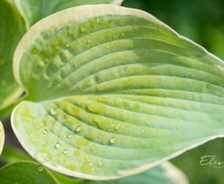 Hosta `Paradise Expectations` (2)