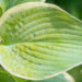 Hosta `Paradise Expectations` (2)