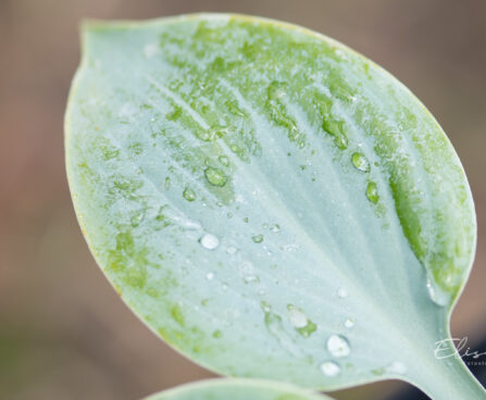 Hosta `Prairie Sky` (1)