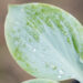 Hosta `Prairie Sky` (1)