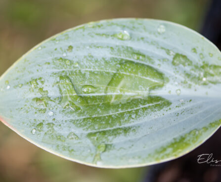 Hosta `Prairie Sky` (2)