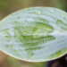 Hosta `Prairie Sky` (2)