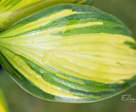 Hosta `Punky` (1)