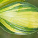 Hosta `Punky` (1)