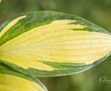 Hosta `Punky` (2)