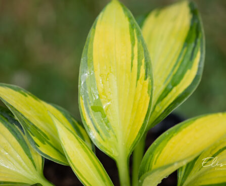 Hosta `Punky` (3)