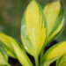 Hosta `Punky` (3)