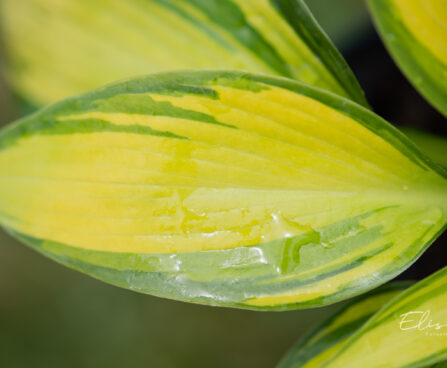 Hosta `Punky` (4)