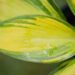 Hosta `Punky` (4)