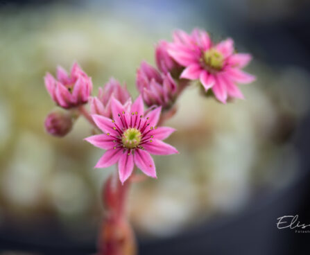 Sempervivum `Sirius Spider` mägisibul (2)