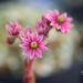 Sempervivum `Sirius Spider` mägisibul (2)