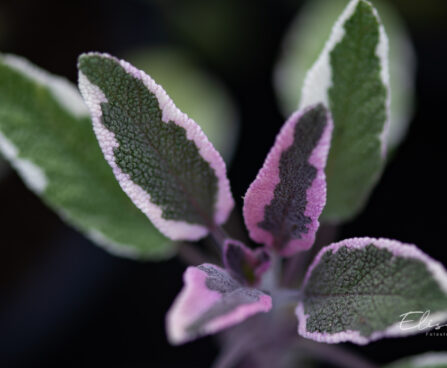 Salvia officinalis `Tricolor` aed-salvei (1)
