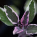 Salvia officinalis `Tricolor` aed-salvei (1)