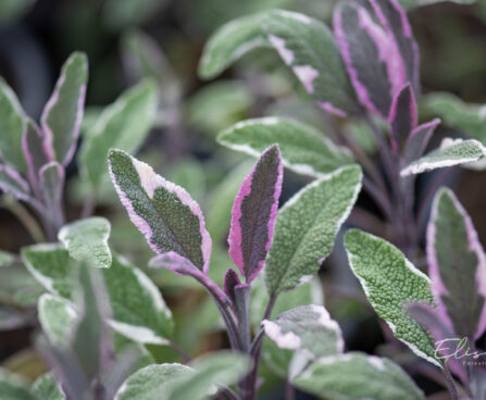 Salvia officinalis `Tricolor` aed-salvei (2)