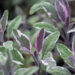 Salvia officinalis `Tricolor` aed-salvei (2)