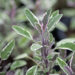 Salvia officinalis `Tricolor` aed-salvei (3)