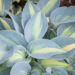 Hosta `Touch of Class` (1)